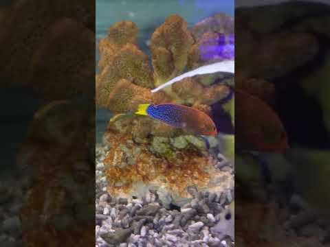 〇〇"マリンサクセスをよく食べているツユベラ成魚9-11cm#ツユベラ成魚9-11cm#日海センター#海水魚#マリンアクアリウム#marinaquarium#サンゴ