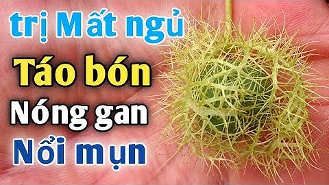 Bài thuốc trị Mất ngủ, táo bón, nóng gan.PHAN HẢI Channel