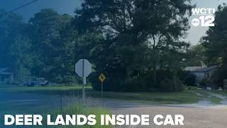 One Airlifted After Deer Enters Vehicle
