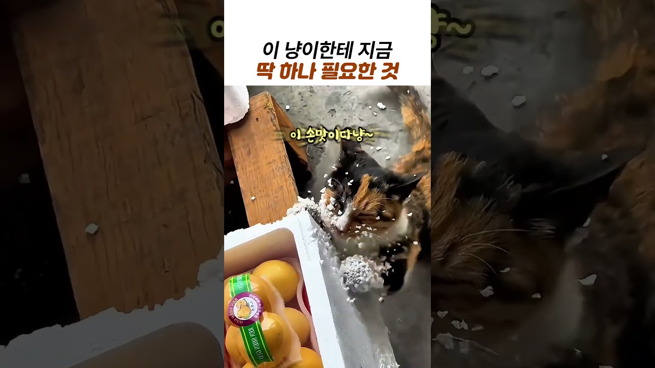 스티로폼에 푹 빠진 고양이에게 꼭 필요한 것ㅋㅋ #고양이 #냥이 #삼색이