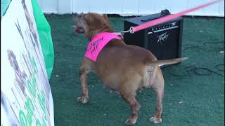 Ruft's Rescue Dog Show 2018
