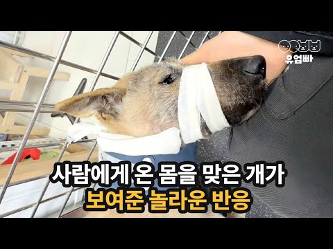 사람에게 온 몸을 맞은 개가 보여준 놀라운 반응