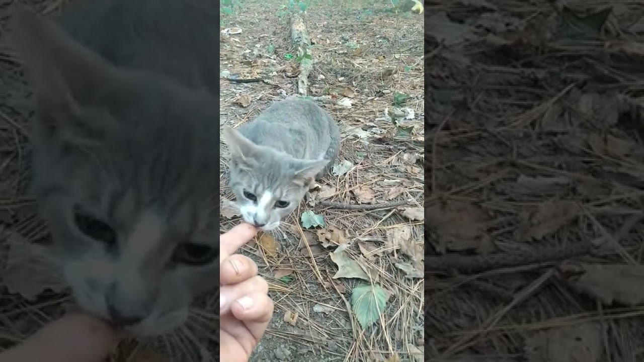 Very Cute and Naughty Gray Tabby Kitten 😈 