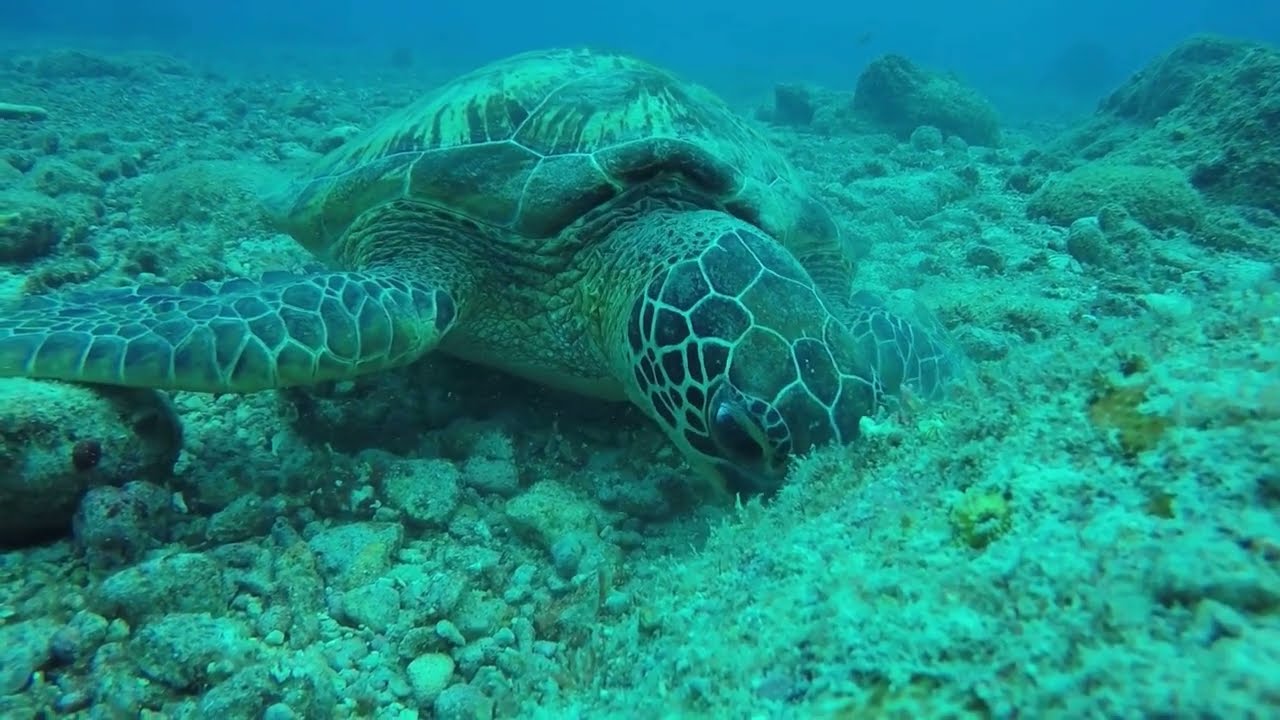 4K Ocean Dreams | Piano Music with Underwater Scenery & Sea Sounds for Deep Relaxation