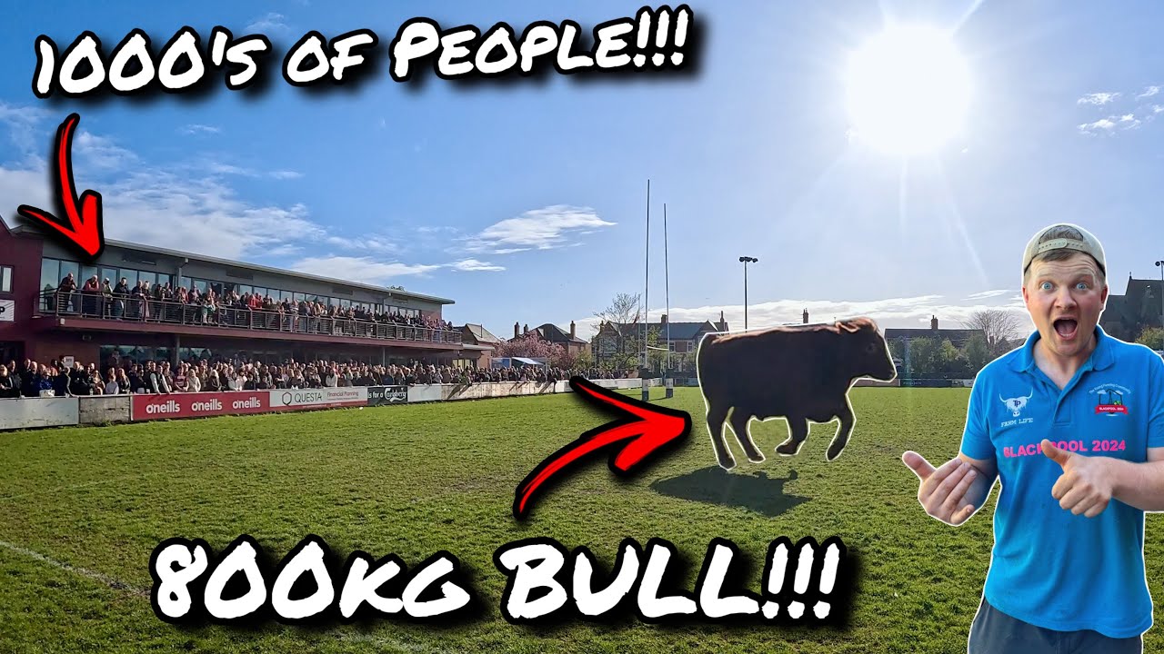 bull_tan_さん10-5-5 YouTube