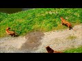 ケイコさんとトモの最後の戦いThe final battle between Keiko and Tomo　　Lion(ライオン)　多摩動物公園