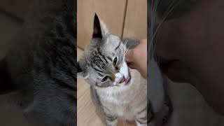 歯磨きおやつと猫 #猫 #cat #ねこチャックの日常 #保護猫 #猫のいる暮らし #猫動画 #ねこ #多頭飼い #猫好きさんと繋がりたい #cats