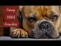 Best French Bulldog TikTok Videos, Funny Cute Frenchie Meme Compilation