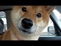 病院に戸惑いを隠し切れない柴犬さん。