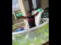 お願いマッスルめっちゃ楽しいダンベル持ってマッスルウォータースライダー