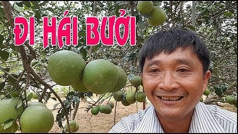 TÌM HIỂU GIÁ BƯỞI TẠI VƯỜN BƯỞI TÂN TRIỀU NGÀY CẬN TẾT Bưởi Chưng Ngày Tết HQV