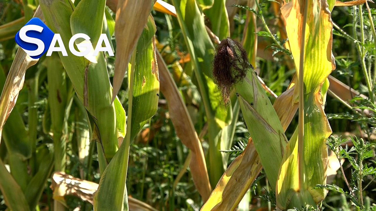 SUŠA UZIMA DANAK