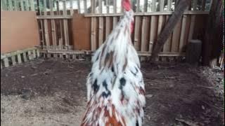 Laughing Chicken (Ayam Ketawa) #The original from Indonesia