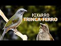 TRINCA-FERRO! COMO É SEU CANTO, SEUS FILHOTES, ONDE VIVE E OUTROS PÁSSAROS PARECIDOS COM O PIXARRO!