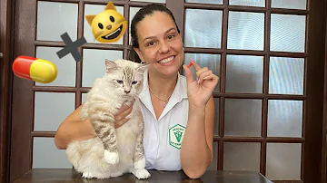 Como dar remédio para gato na comida?