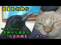 【一日密着取材】カラスと猫の一日を動画にまとめてみたw 20181215、カラス＆猫＆モモ