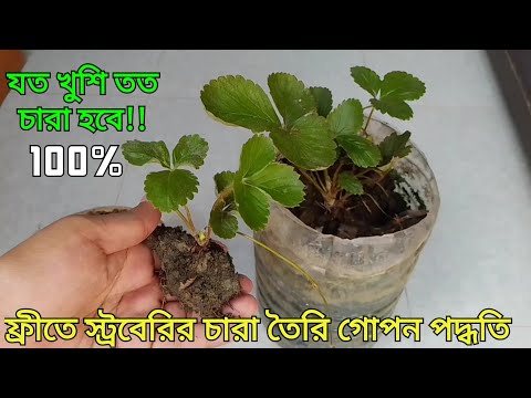 ভিডিও: স্ট্রবেরি রিসোটো কীভাবে তৈরি করবেন