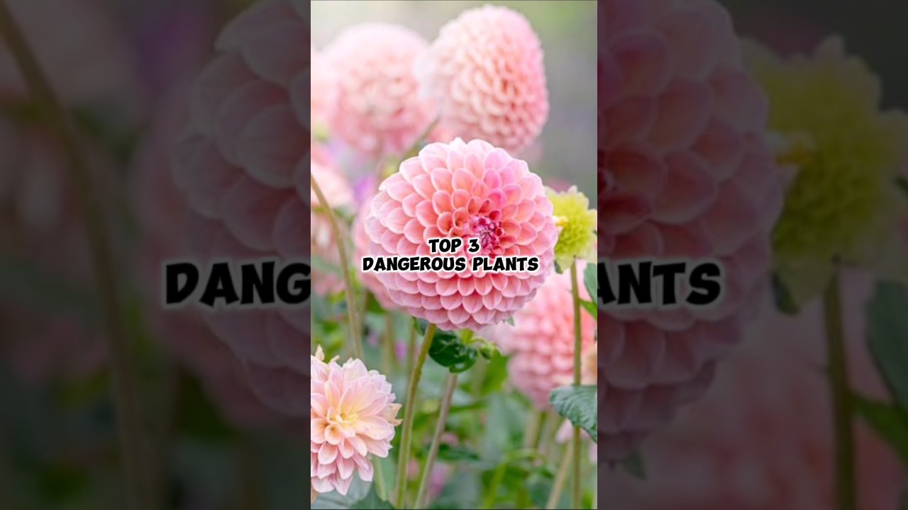 Top 3 Dangerous Plants in the World 