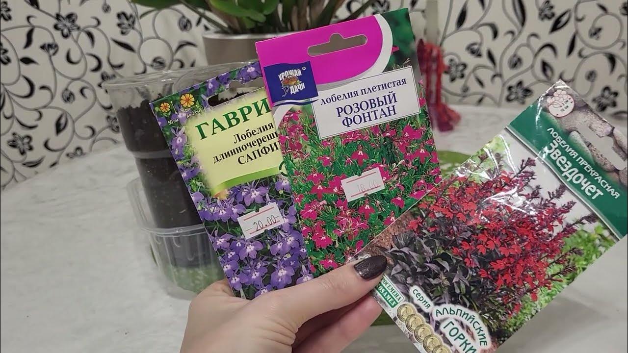 ЛОБЕЛИЯ ОДНОЛЕТНЯЯ И МНОГОЛЕТНЯЯ ИЗ СЕМЯН БЕЗ ПИКИРОВКИ! - YouTube