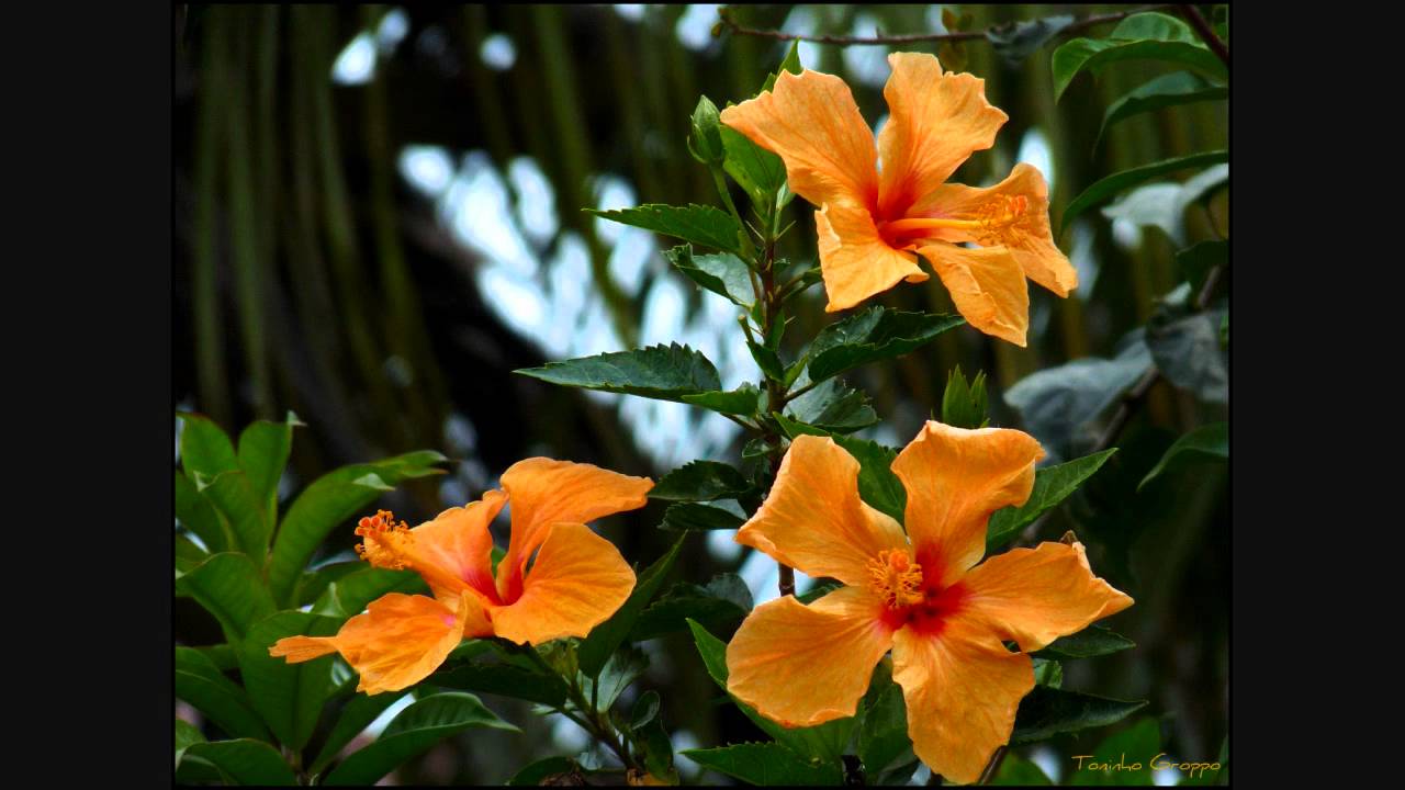 Kevin Kendle Flowers Winter Jasmine - Album Flowers-HD