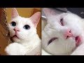 ♥かわいい犬と猫面白いことP28♥ペットかわいい動画2019