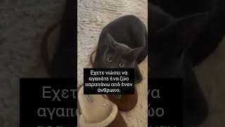 Εχετε νιώσει να αγαπάτε ένα ζώο παραπάνω από έναν άνθρωπο; #κατοικιδια