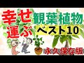 幸運を呼ぶ!【風水観葉植物ベスト10】