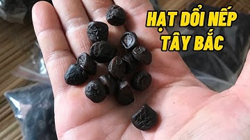 Hạt dổi nếp Tây Bắc rất thơm làm nước chấm thì tuyệt vời