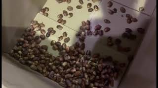 palm dates pre processing equipment--Clean and sorting