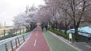 1080411首爾中浪川櫻花路(5)