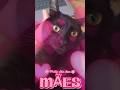 Um feliz dia das mães a todas as mamães, inclusive às mamães de Pet!!! 💝💖💓