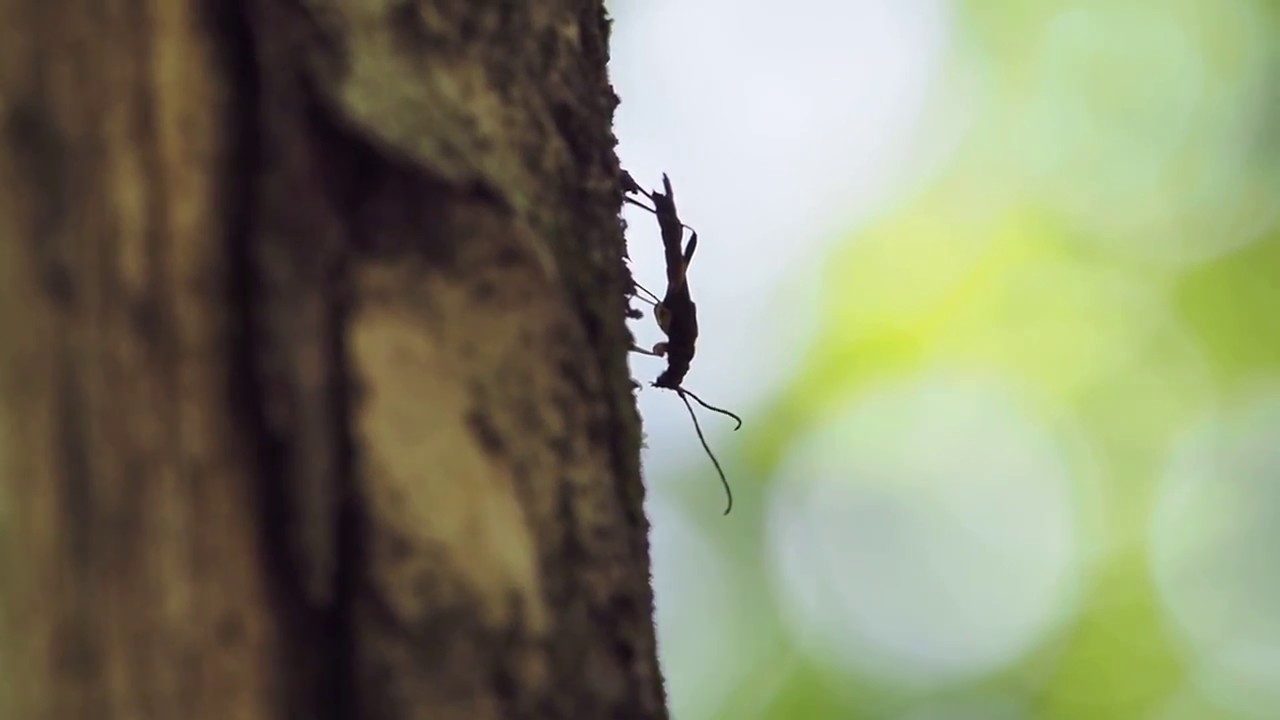 オオホソコバネカミキリ（Necydalis(Necydalisca)solida）｜特徴・生態