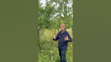 When and how we prune our apple trees.