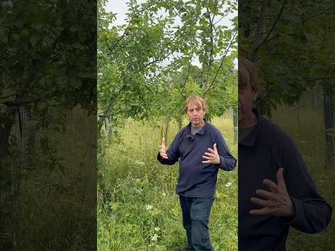 When And How We Prune Our Apple Trees 