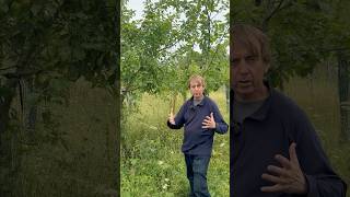 When And How We Prune Our Apple Trees.