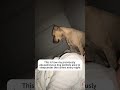 Like #dog