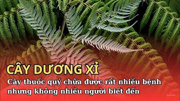 CÂY DƯƠNG XỈ: Loại thuốc hiếm, chữa được rất nhiều bệnh, nhưng không nhiều người biết đến