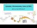 Genome, Chromosome, Gene and DNA – What is the Difference?