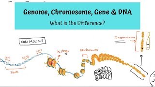 Genome, Chromosome, Gene and DNA - What is the Difference?