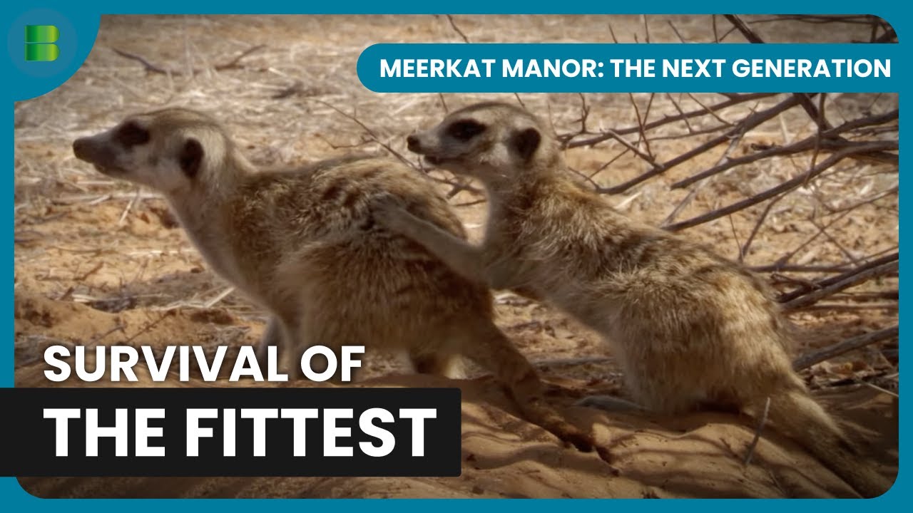 Power Struggles Shake Meerkat Territory | Meerkat Manor: The Next Generation