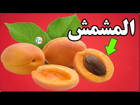 فيديو: ما هو المشمش؟