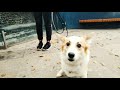 прогулка с собакой в Кронштадте. жесть, прикол, смотреть до конца!( эксперементальное видео )