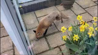 Foxy at back door