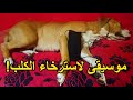 5 ساعات من النوم العميق لاسترخاء الكلب موسيقى القلق للكلاب