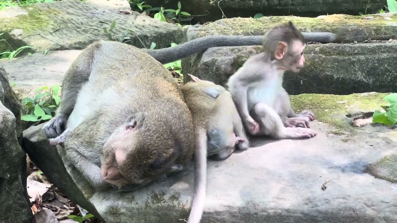 The monkey family chatted after lunch.