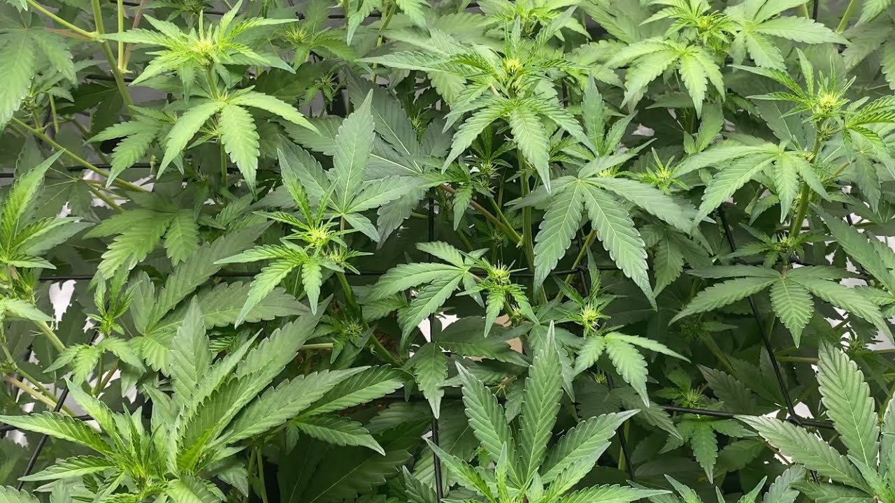 Day20 to day50🍊Orange Diesel⛽️Mephisto genetics 