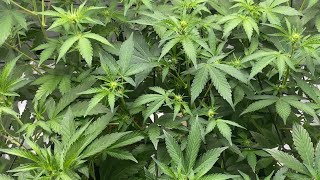 Day20 to day50🍊Orange Diesel⛽️Mephisto genetics #growth #acinfinity #green #plants #success #usa