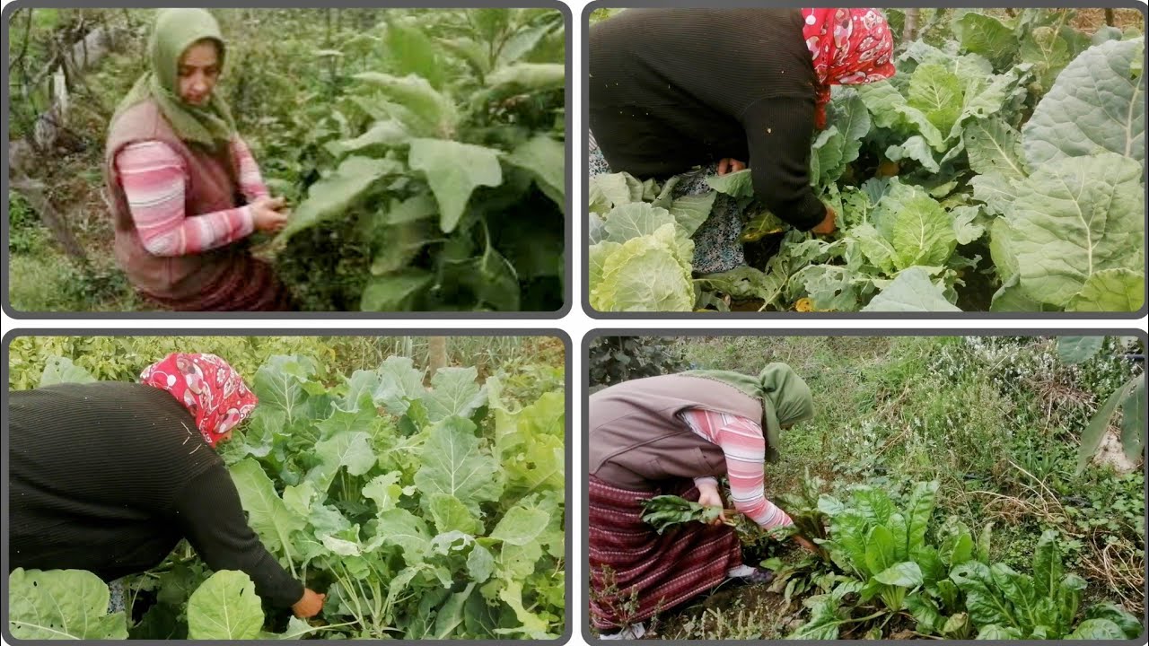 🍂🥬 Sonbaharın Son Hasadı! Bahçeden Pazı Yaprağı & Karalahana