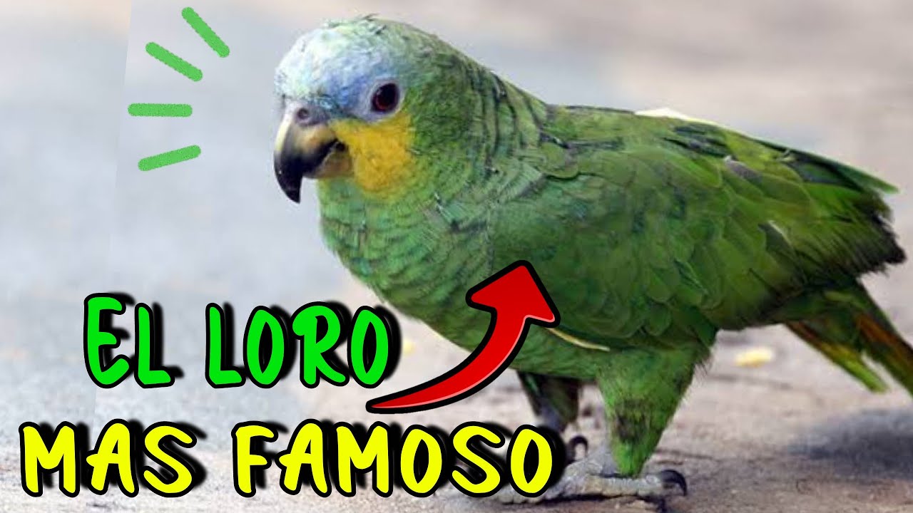 El "LORO Más POPULAR" 😎 Loro Guaro ó Alinaranja HABLANDO 🗣️