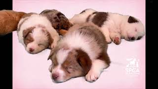 Your Moment Of Zen - Spca Monterey County Sleepy Pups